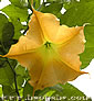 Brugmansia aurea